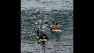 Caught on Camera Shark bites surfers leg in Australia [upl. by Latouche]