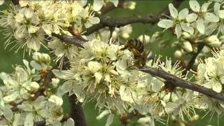 Beitrag Blüten Bienen und Bestäubung in Deutenkofen vom 04 April 2014 [upl. by Kandace]