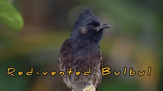 a bunch of Redvented bulbul youtube youtubeshorts subscribe video shortsviral viral nature [upl. by Cormac]