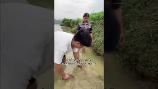 Cultiver des noix de coco et élever des poissons en Thaïlande shorts cocotier pêche [upl. by Yelsnya288]