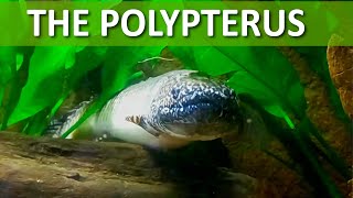 Polypterus [upl. by Stig649]