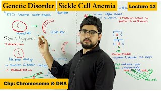 Sickle Cell Anemia  A Genetic Disorder  Lecture 12 [upl. by Bosson856]