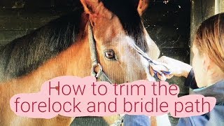 HOW TO TRIM THE FORELOCK AND BRIDLE PATH [upl. by Lehcer]