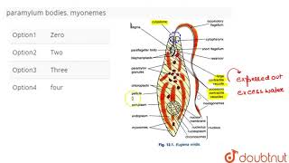 How many of thefollowing parts you will not be able to find in the body of Euglena Cytostome c [upl. by Jewell]