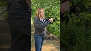 🌳 Amelanchier canadensis serviceberry a fruitbearing native tree FruitTrees Foraging [upl. by Macario]