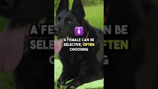 5 Shocking Truths About Dog Matingtheamazinganimalchannel animalfacts dogbehavior dogbreed dogs [upl. by Hughett]