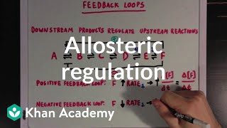 Allosteric regulation and feedback loops  Biomolecules  MCAT  Khan Academy [upl. by Adrian]