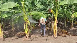 Banana farming  Fungicides application  Azoxystrobin 182   Difenoconazole 114 SC  video [upl. by Mellisent533]