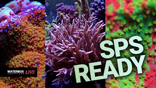 Getting started with SPS corals Episode 197 [upl. by Beesley]