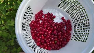 Nanking cherries in North Carolina edible yard border [upl. by Trilley654]