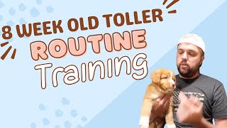 8 Week Old Nova Scotia Duck Tolling Retriever Puppy TrainingRoutine [upl. by Cormick]