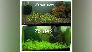 Non co2 carpeting plant 1 month growth video Pearlweed baby tears [upl. by Leopoldeen997]