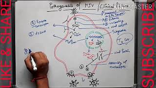 Pathogenesis of HIV AIDS in hindi part2 [upl. by Nomed]