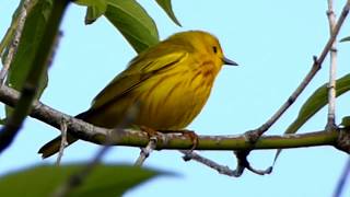 Paruline jaune et son chant [upl. by Astor]