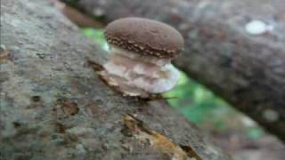 Growing Shiitake mushrooms in New Brunswick Canada part 2 of 2 [upl. by Oiramat]