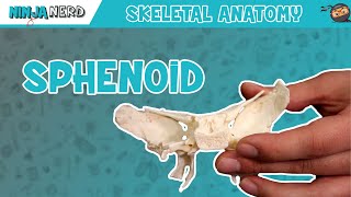 Sphenoid Bone Anatomy [upl. by Orfield]