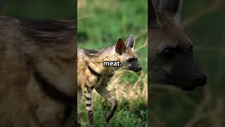 The Gentle and Mysterious Aardwolf aardwolf animalfacts animalkingdom wildlife Africa [upl. by Dru945]