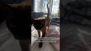 Why Burmese Cats Make the Best Pets 🐾❤️ Cats Burmese petlovers [upl. by Enahs]