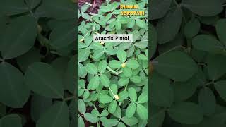 Begini Arachis Pintoi Tanaman Penyubur Tanah teknologipertanian berkebun [upl. by Breana621]