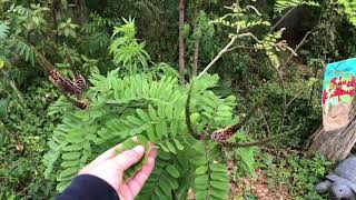 Plant Profile False Indigo Bush Amorpha Fruticosa [upl. by Tibold12]