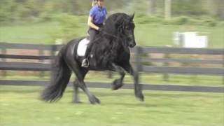 FRIESIAN STALLION quotLeave you Breathlessquot [upl. by Duncan177]