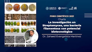 La Investigación en Streptomyces una bacteria filamentosa con potencial biotecnológico [upl. by Aikenahs]