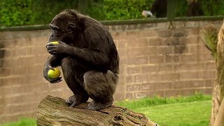 Chimp Learns to Trade  Extraordinary Animals  BBC Earth [upl. by Epoh]