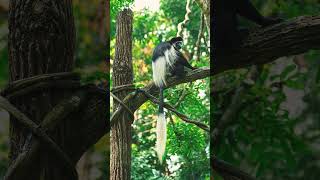 Mantled Guereza Guereza Colobus guereza in Old World Monkey Family Cercopithecidae [upl. by Helm]