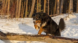 Bernese Mountain Dog and Canine Agility Training [upl. by Devin600]