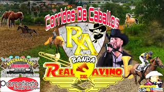 Corridos De Caballos Mix  Banda Real De Avino [upl. by Claiborn]