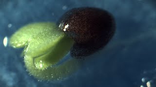 Coleus blumei painted nettle seed to sprout timelapse germination [upl. by Isis]