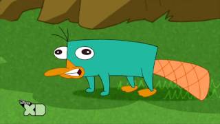 Perry the platypus sound NL Link In Description [upl. by Attenor]