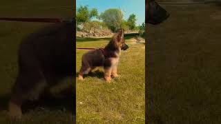 jarman safed dog puppy 1 month  1 महीने का जर्मन शेफर्ड best with me  jarman safed double coat [upl. by Anaeg]