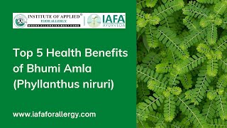 Top 5 Health Benefits of Bhumi Amla Phyllanthus niruri [upl. by Ysteb]