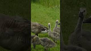 Goose sound effect [upl. by Tabitha]