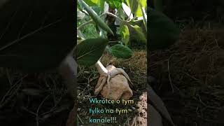 Fikus Bengalski w ogrodzie 🌳 fikus roślinydoniczkowe ficus banyan bonsai [upl. by Ahsiruam]