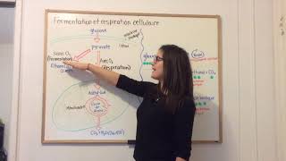 BIO1953  La respiration cellulaire et la fermentation [upl. by Arndt]