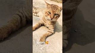 Another talkative cat BAGHA 😃cat catvideos funnycatvideos funnycat bengalcat shorts catsounds [upl. by Hairej8]