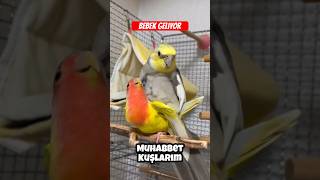 Papağanların özel yavru yapma aşaması birds bird parrot [upl. by Nawad562]