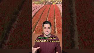 ¿Sabías que para WICKED se plantaron 9000000 de TULIPANES [upl. by Norehc893]