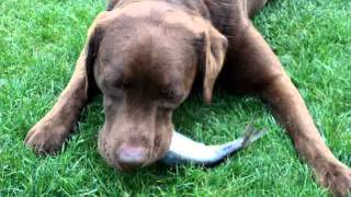 Mein Hund frisst Fisch [upl. by Ecnarf]