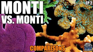 Monti vs Monti  COMPARING Montipora Corals  Capricornis Digitata Undata Encrusting amp More [upl. by Leesa]