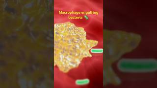 How macrophage eats bacteria 🦠Macrophage workingengulfing bacteria [upl. by Kinnie]