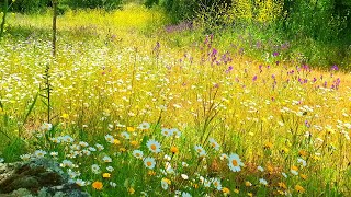 Relaxing Nature Ambience Meditation🌼GOOD MORNING SPRING NATURE THERAPY🌷Flowery MEADOW Healing Sounds [upl. by Ecraep]