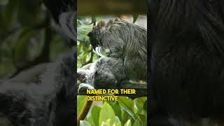 Meet the Emperor Tamarin Amazons Majestic Mini Monkey 🐒🐵 shorts 1minuteanimal [upl. by Saxen]