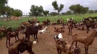 Female goat feeding management at kissan Goat Farm [upl. by Scheider676]