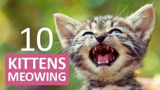 10 KITTENS MEOWING  Make your Cat Go Crazy HD [upl. by Hannasus]