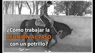 Arrendando Caballos v10 ¿Cómo trabajar la Reunión al Paso [upl. by Sukramed251]