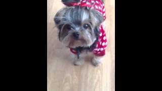 Yorkie sings happy song [upl. by Dahaf]