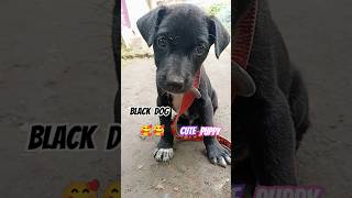 Black Dog🖤🐕cutepuppy blackpuppy sad emotional trending youtubeshorts shortvideo shorts [upl. by Kelley]